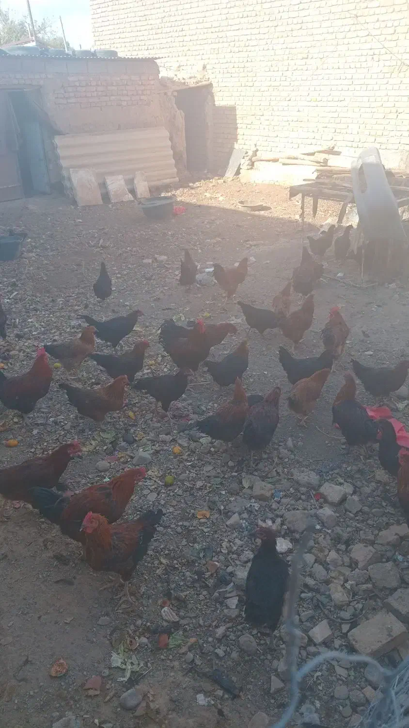 تعداد ۵۰عدد مرغ ویروس فروشی|حیوانات مزرعه|سلامی, |دیوار