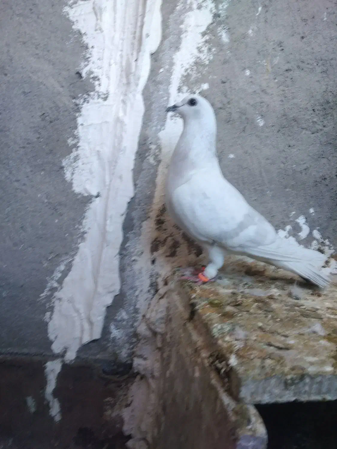 6تا گرفتنی|پرنده|تربت‌حیدریه, قائم|دیوار