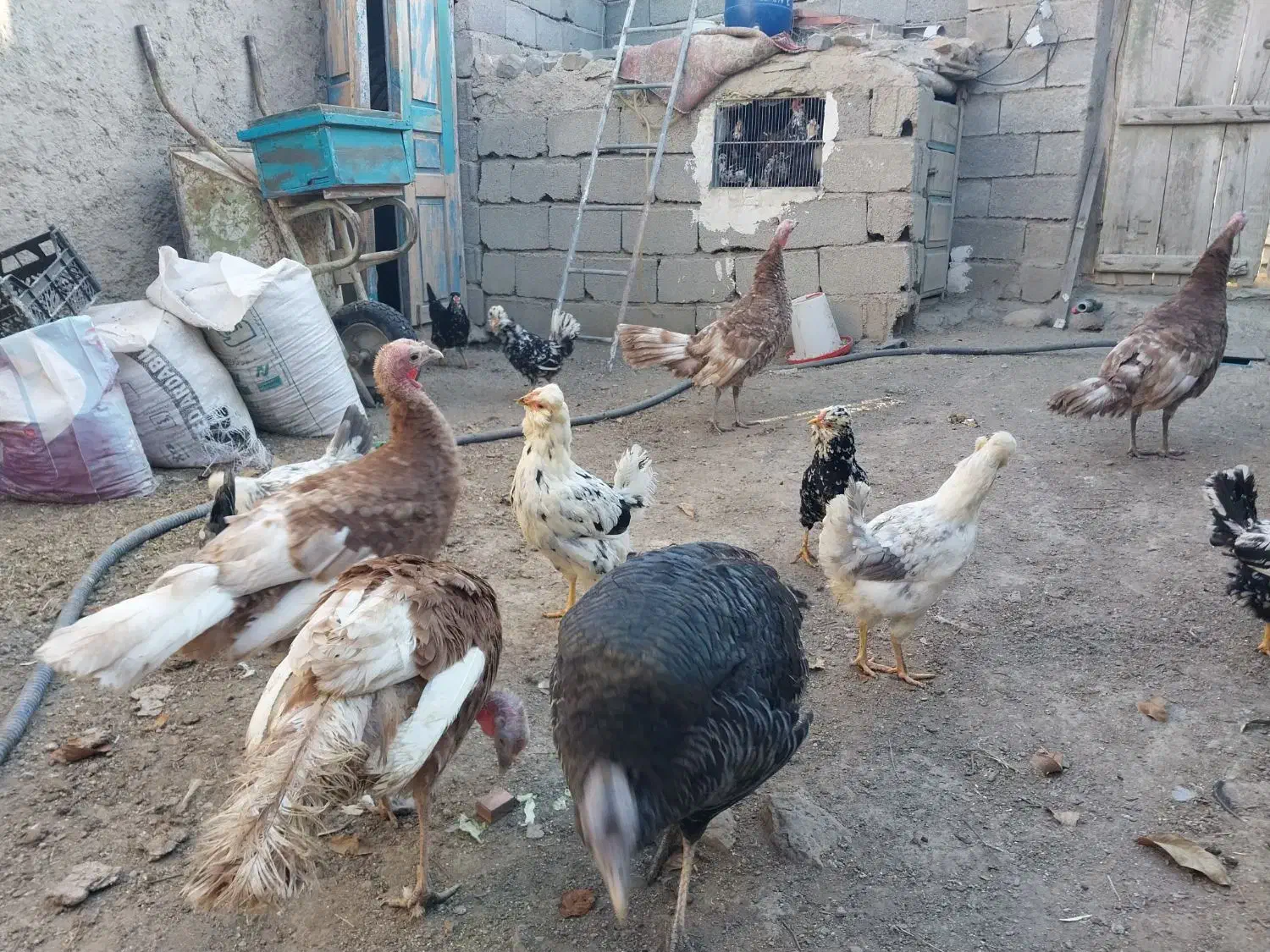 مرغ و خروس گلین و بوقلمون|حیوانات مزرعه|نمین, |دیوار