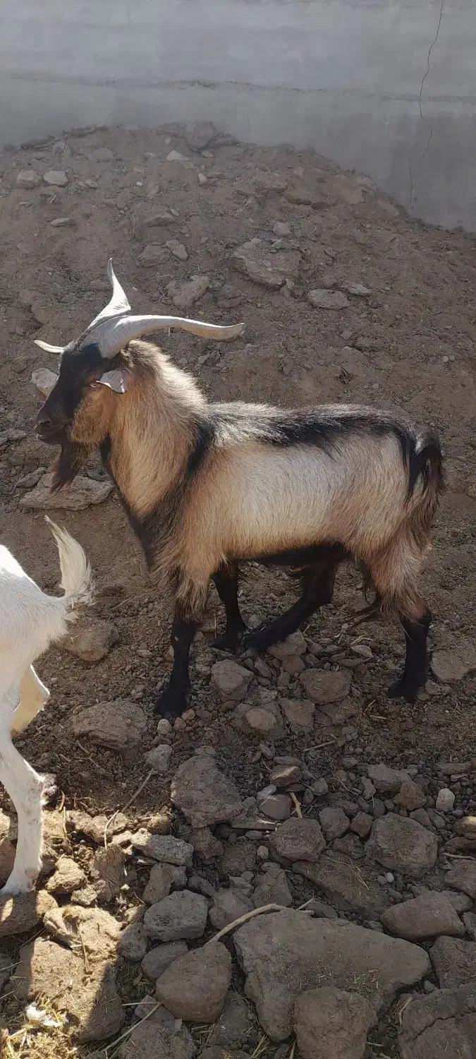 بزغاله نر یکساله|حیوانات مزرعه|ورزنه, |دیوار