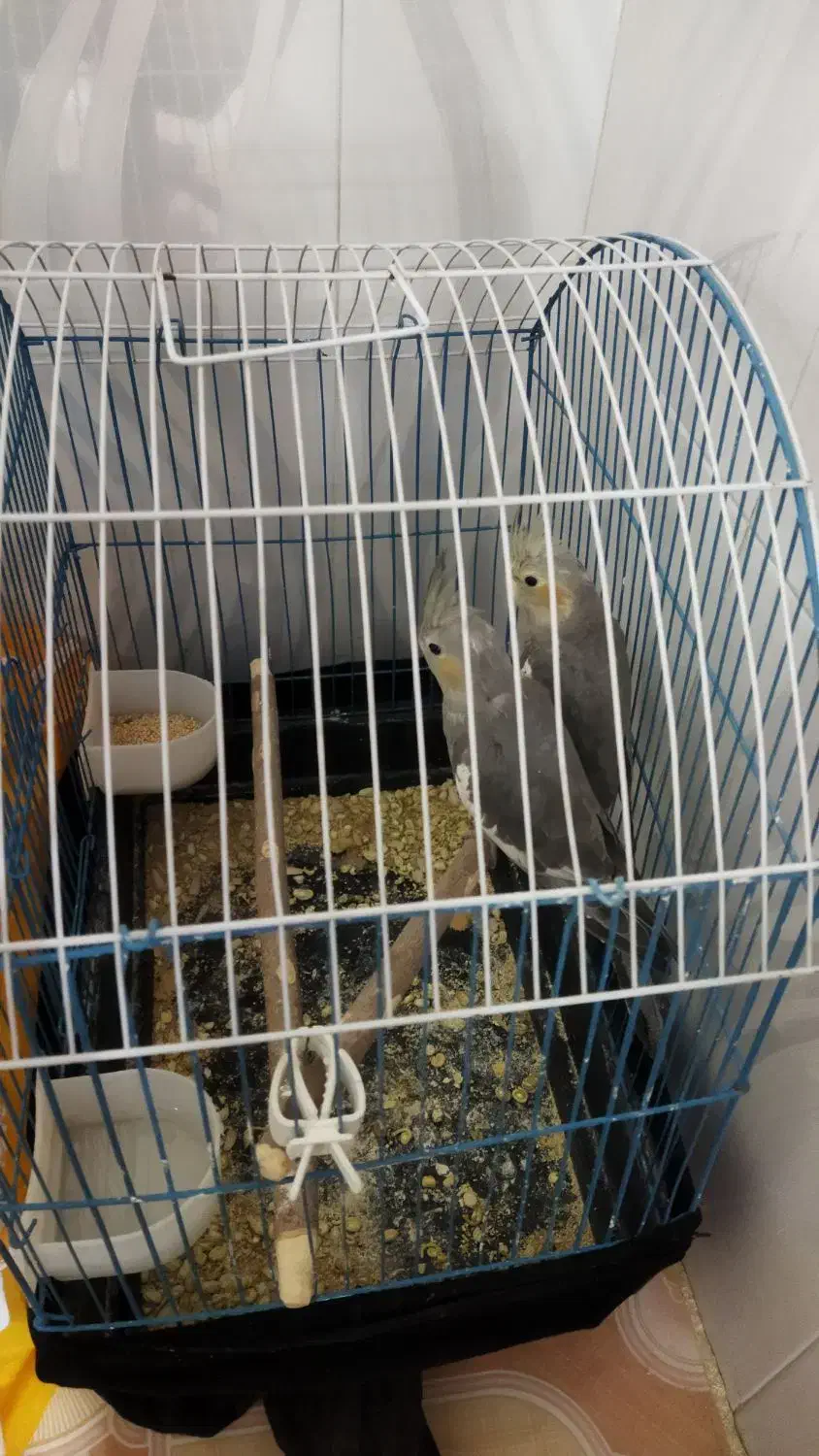 پرنده|پرنده|نورآباد, |دیوار