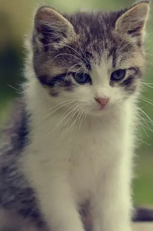 دنبال گربه ای که واگزاریش رایگان باشه|گربه|بیدشهر, |دیوار