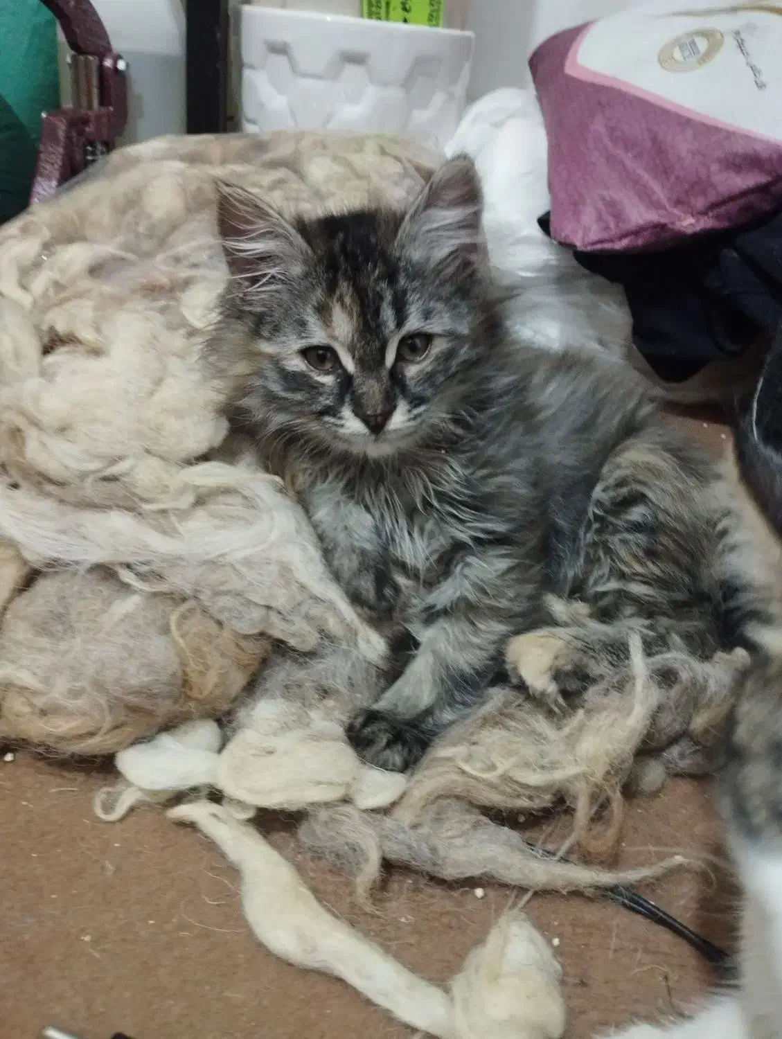 بچه گربه دوماهه میکسdlh|گربه|مشهد, امیرآباد|دیوار