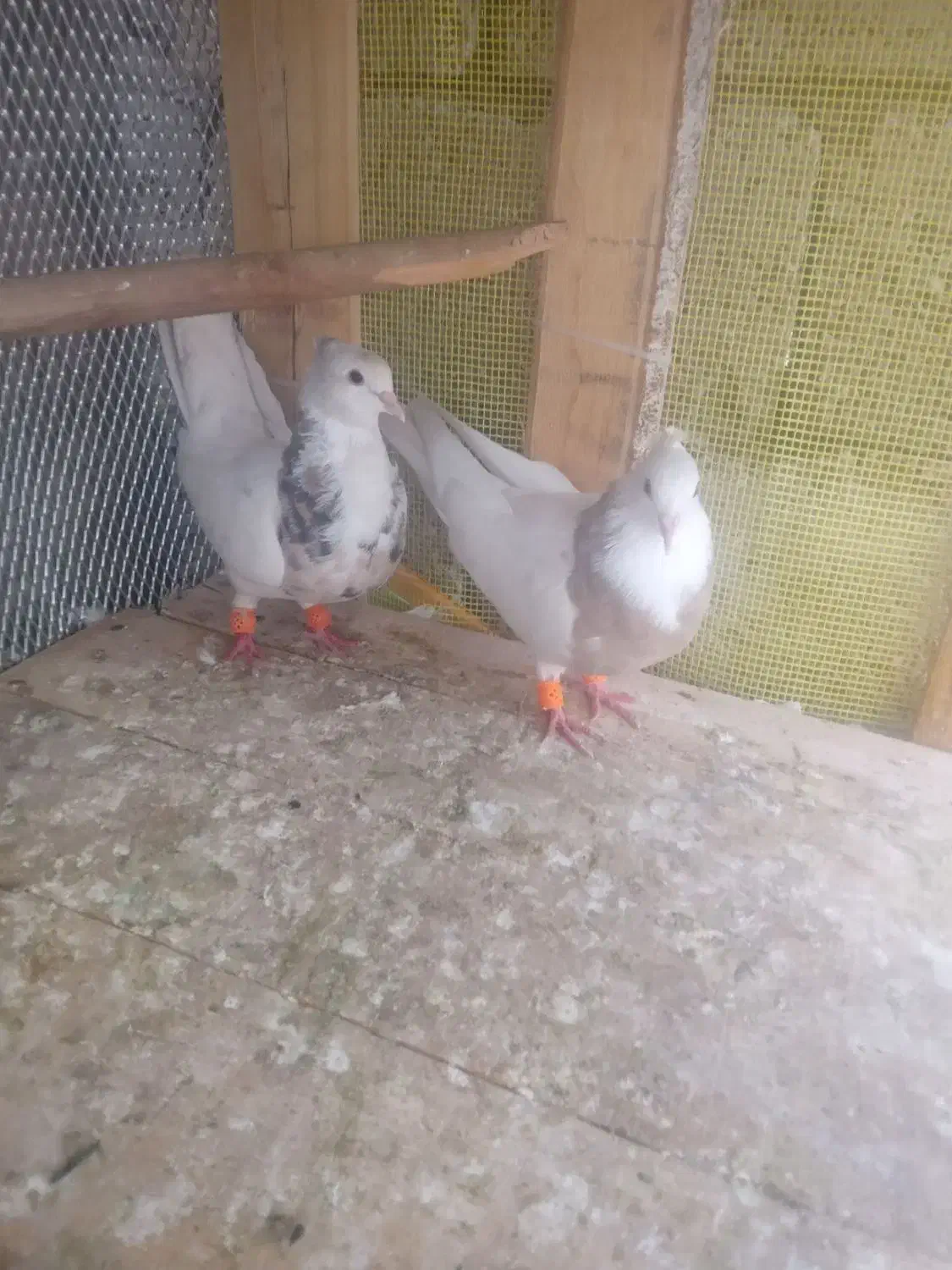 پرنده|پرنده|مسجد سلیمان, |دیوار