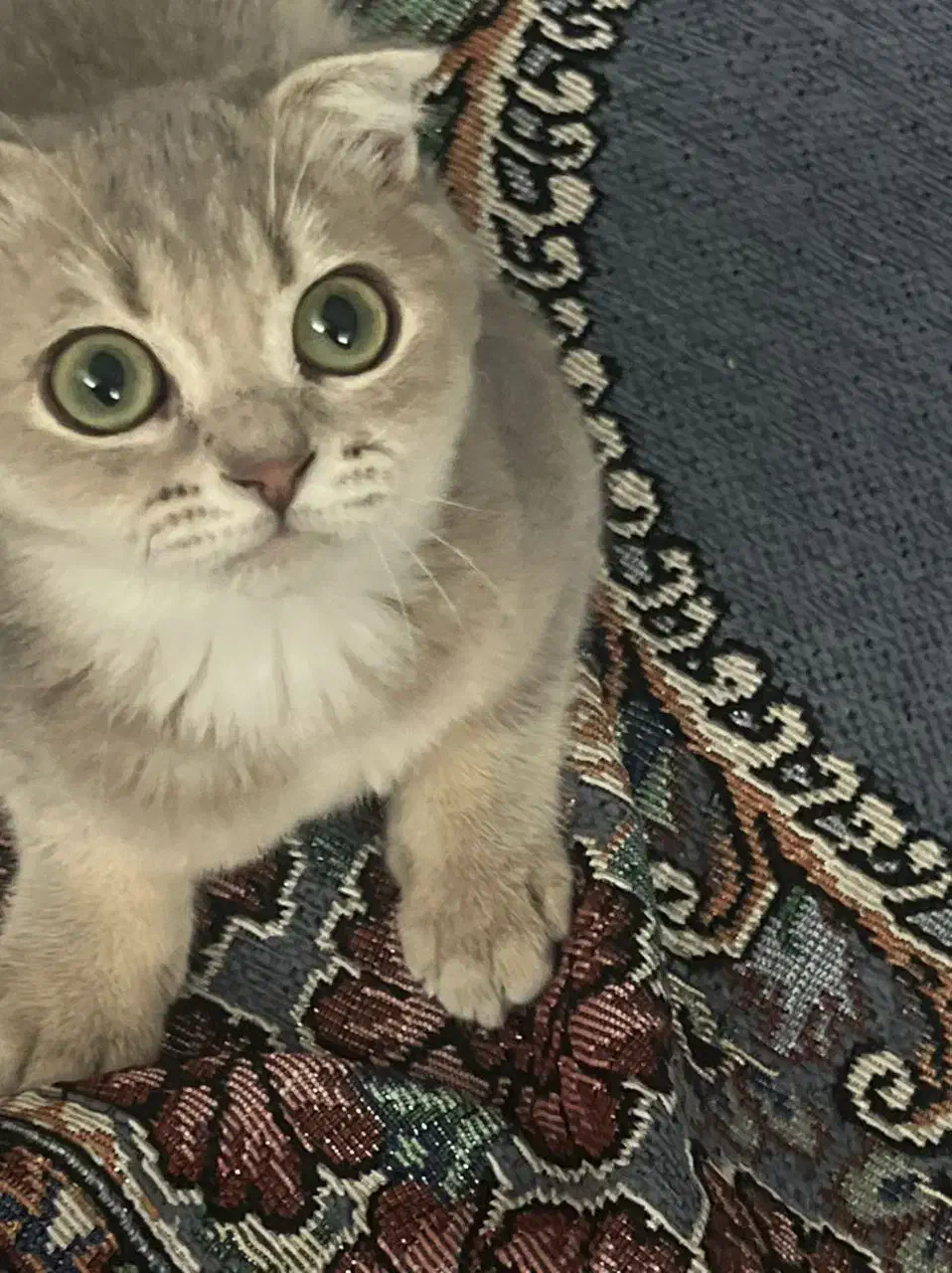 حیوان|لوازم جانبی حیوانات|مشهد, خرمشهر|دیوار