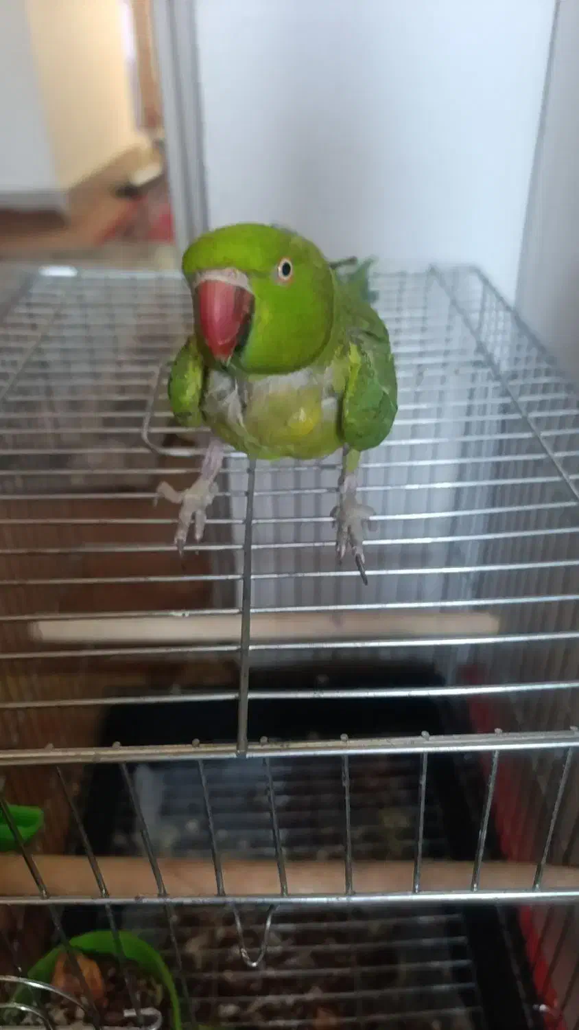 طوطی ماده|پرنده|بندر ماهشهر, |دیوار