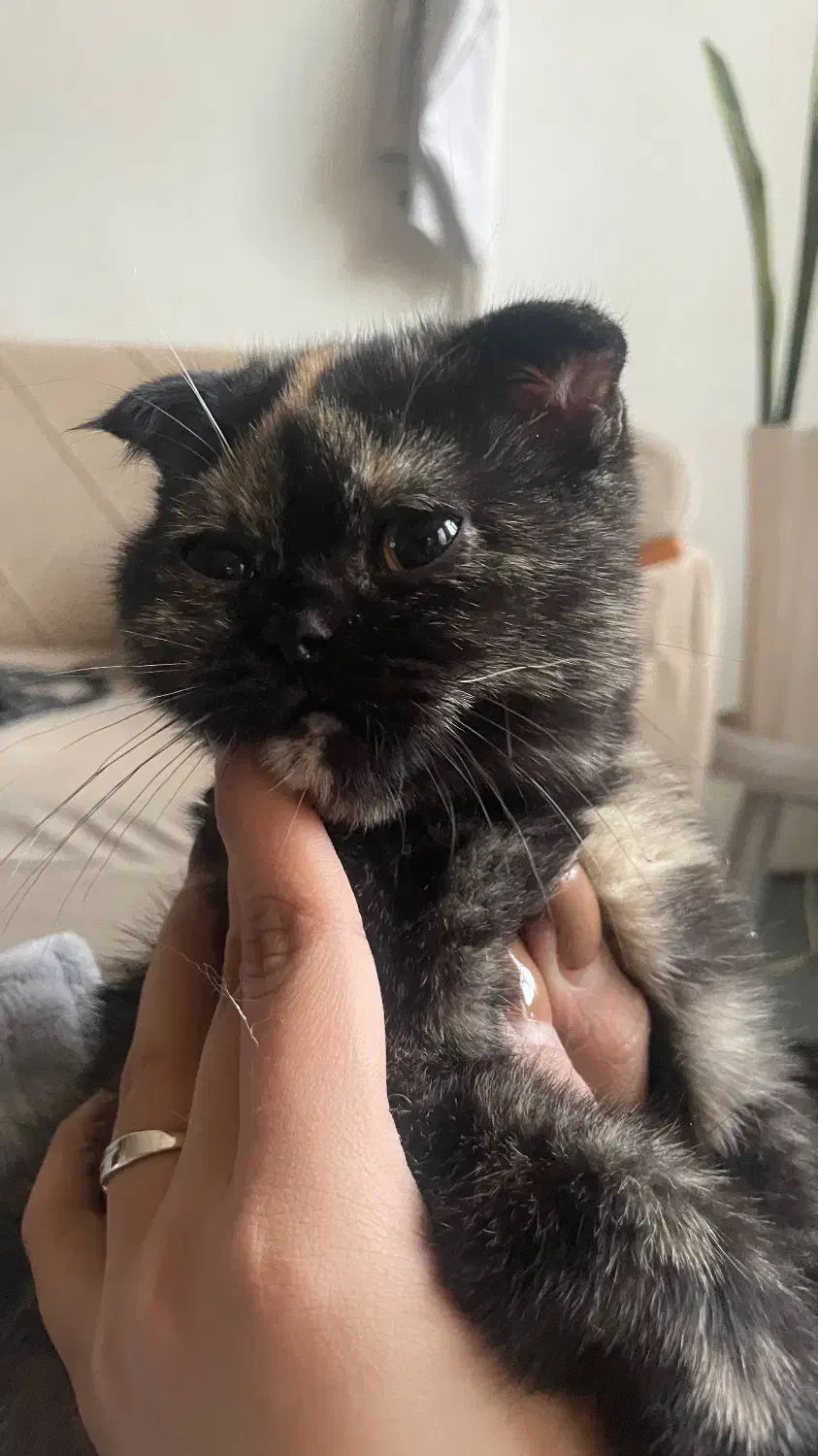 گربه اسکاتیش بریتیش ماده|گربه|ری, دولت‌آباد|دیوار