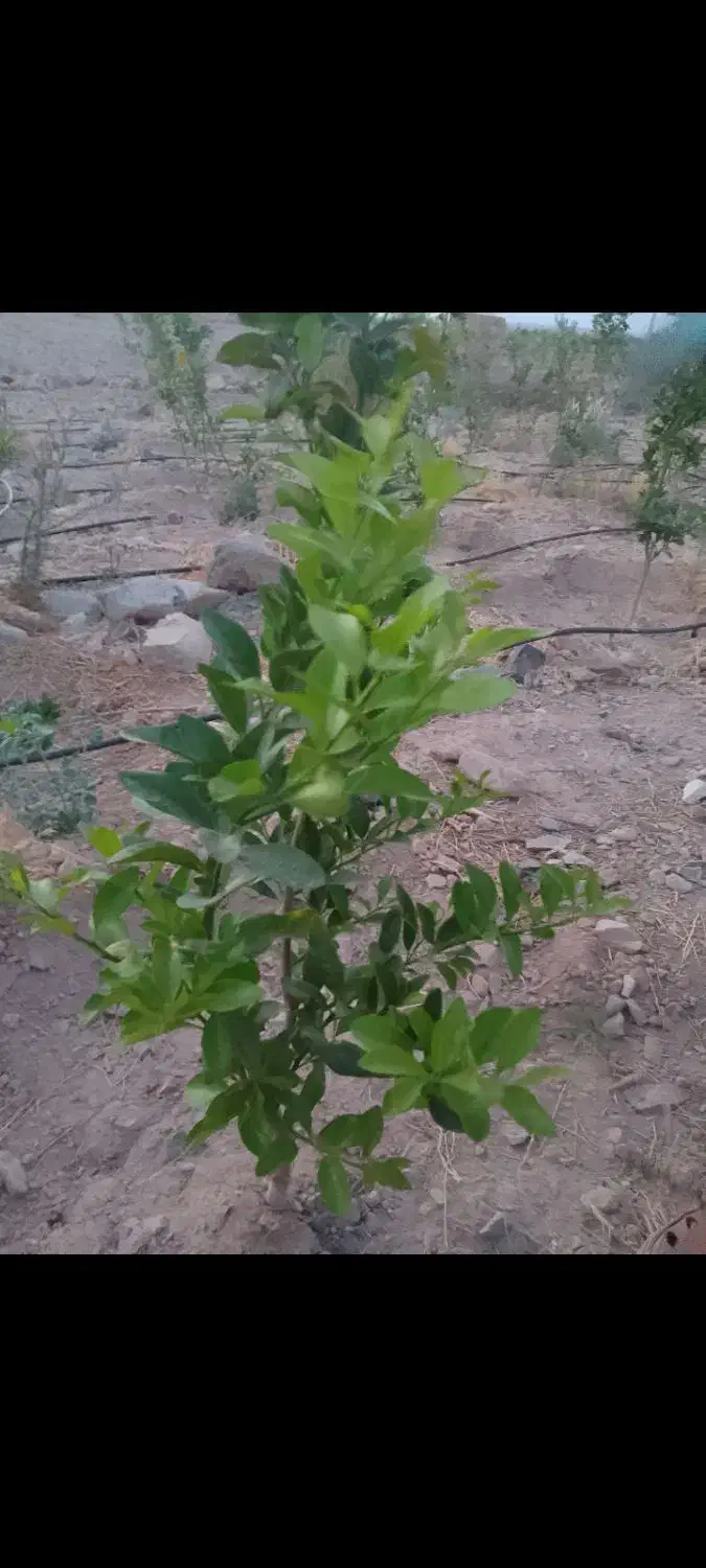 سلام ۳۵۰نهال نارنگی بفروش میرسد|گل و گیاه طبیعی|جبالبارز, |دیوار