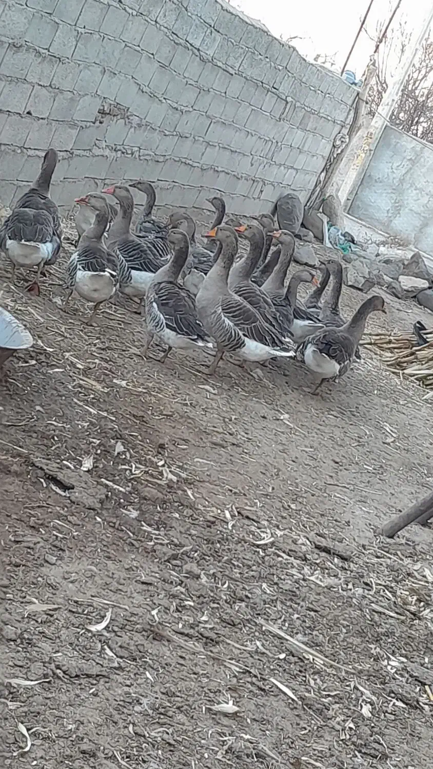 غاز چاق|حیوانات مزرعه|اردبیل, |دیوار