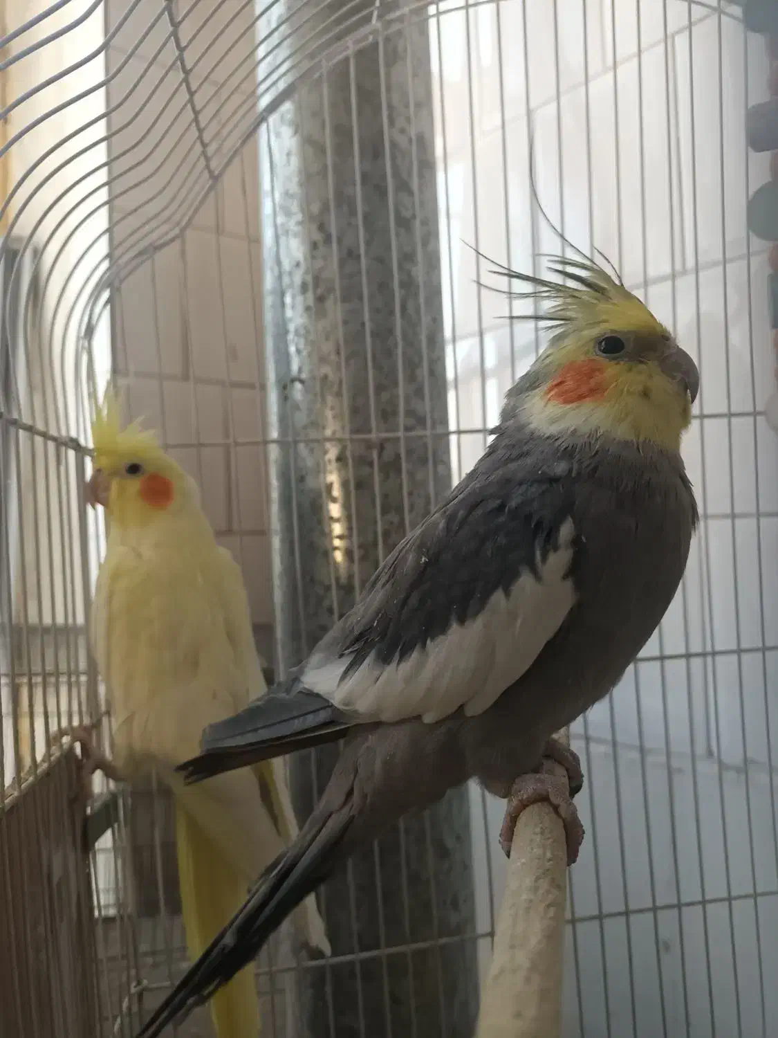 عروس هلندی|پرنده|اهر, |دیوار