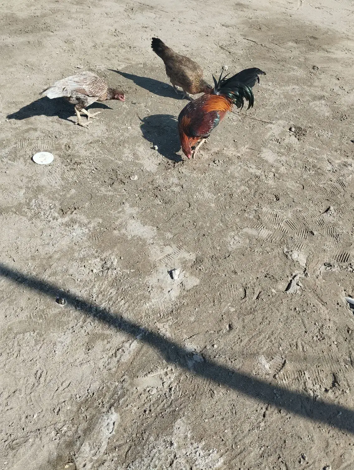 مرگ محلی اصل|حیوانات مزرعه|قلعه گنج, |دیوار