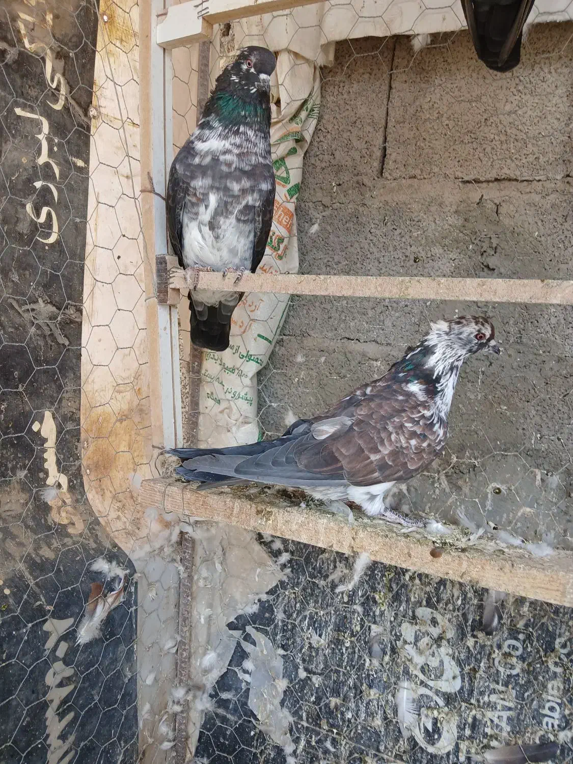 گم شد هرعزیزی کرفته خبربده شیرینی میدم|پرنده|بافت, |دیوار