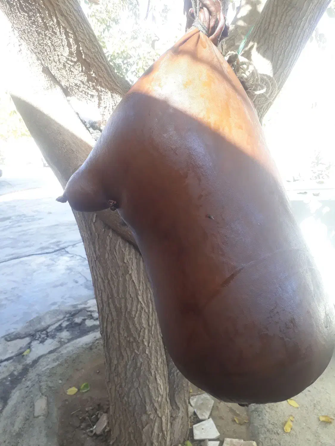 هیزه|ظروف نگهدارنده، پلاستیکی، یکبارمصرف|کرمانشاه, |دیوار