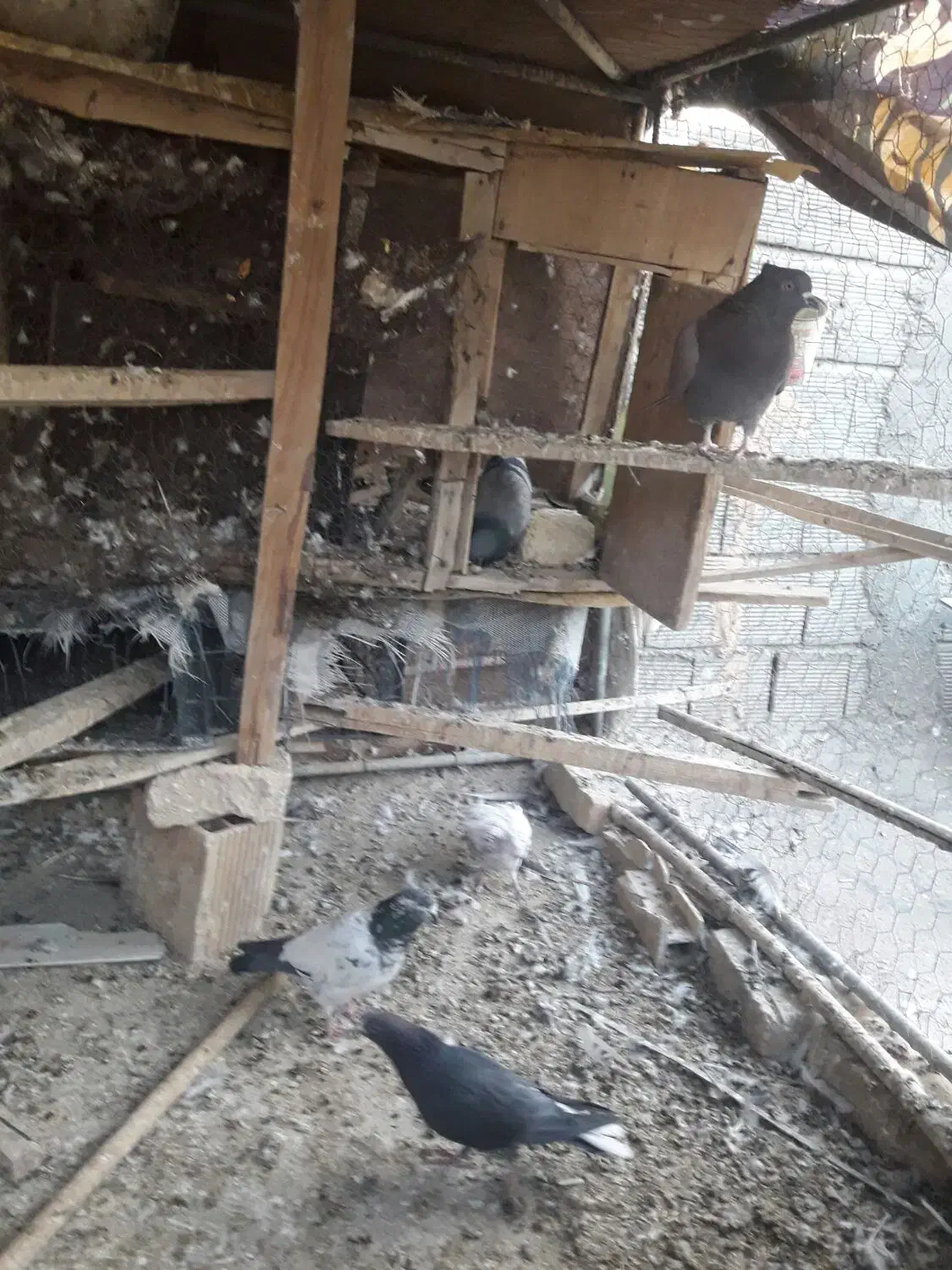 کفترتهرونی|پرنده|برخوار, |دیوار