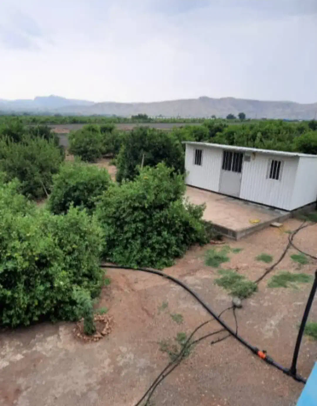 فروش باغ ۵۰۰۰ متری گچساران|فروش زمین و ملک کلنگی|دوگنبدان, |دیوار