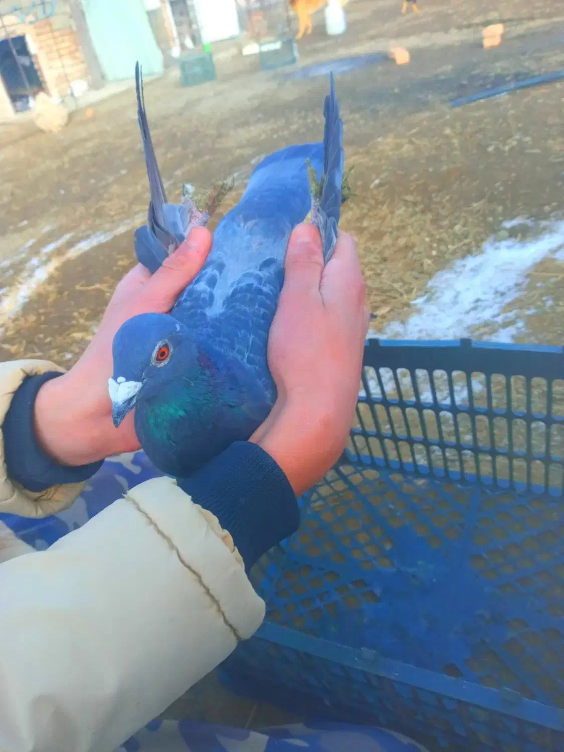 کبوتر مسافتی|حیوانات|سلماس, |دیوار