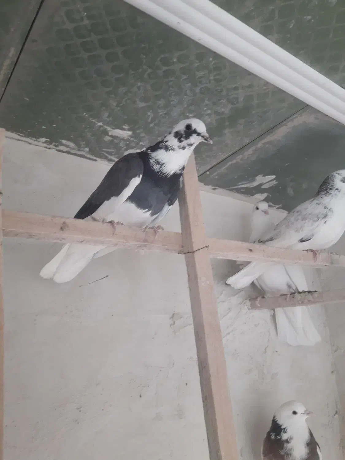 پرنده|پرنده|آران و بیدگل, |دیوار