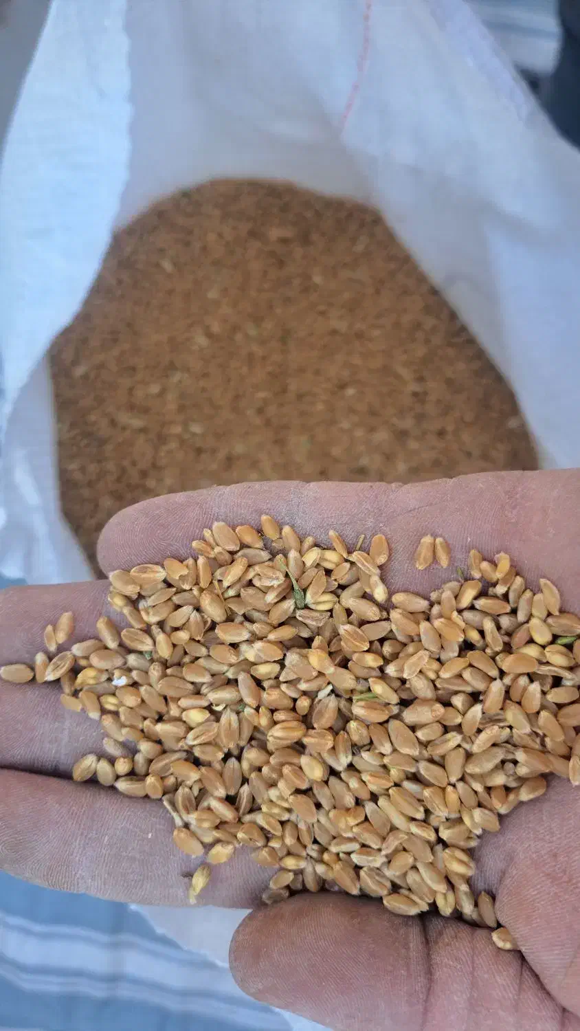 گندم آبی|عمده‌فروشی|خسروشاه, |دیوار