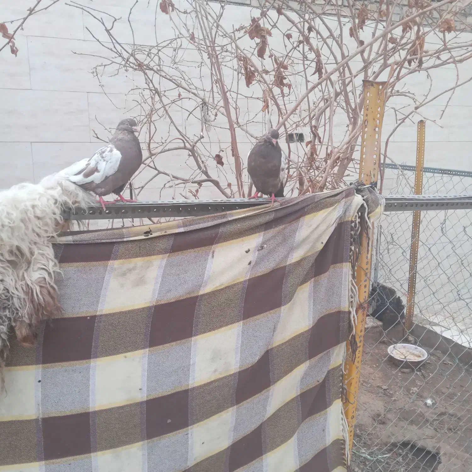 سپاس ازبرنامه دیوار|پرنده|باوی, |دیوار