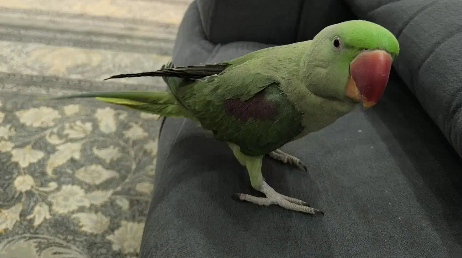 شاه طوطی اسکندری نر دستی سخنگو|پرنده|گنبد کاووس, |دیوار