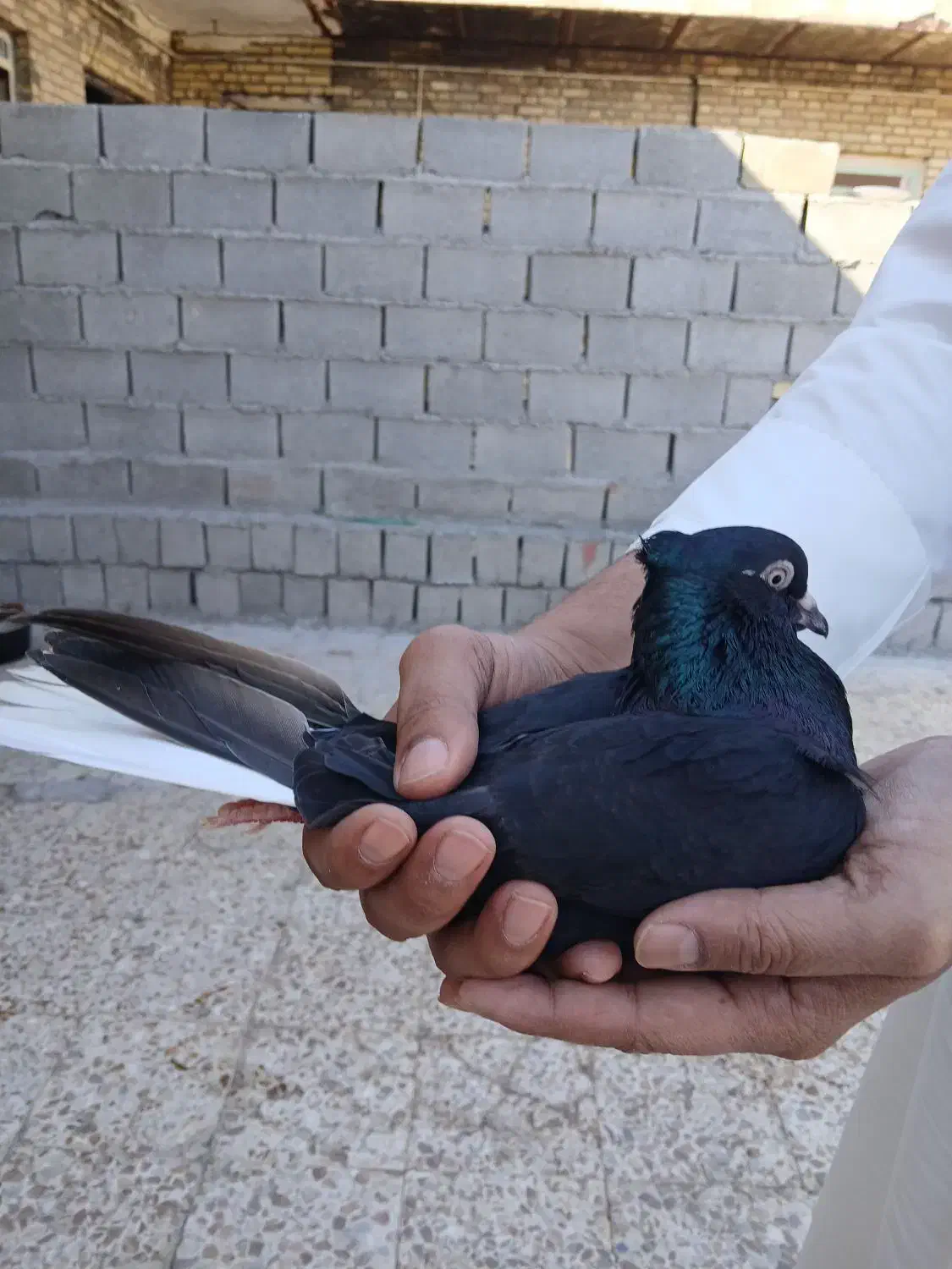 جفت اشعل برا فروش|پرنده|سوسنگرد, |دیوار