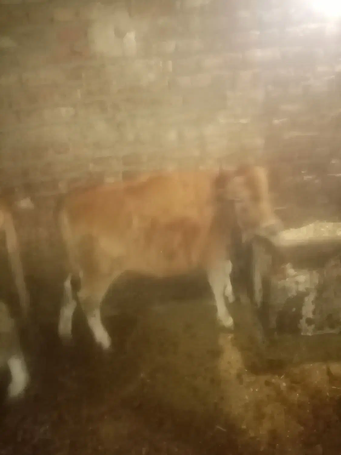 گاو به همراه گوساله|حیوانات مزرعه|تبریز, |دیوار