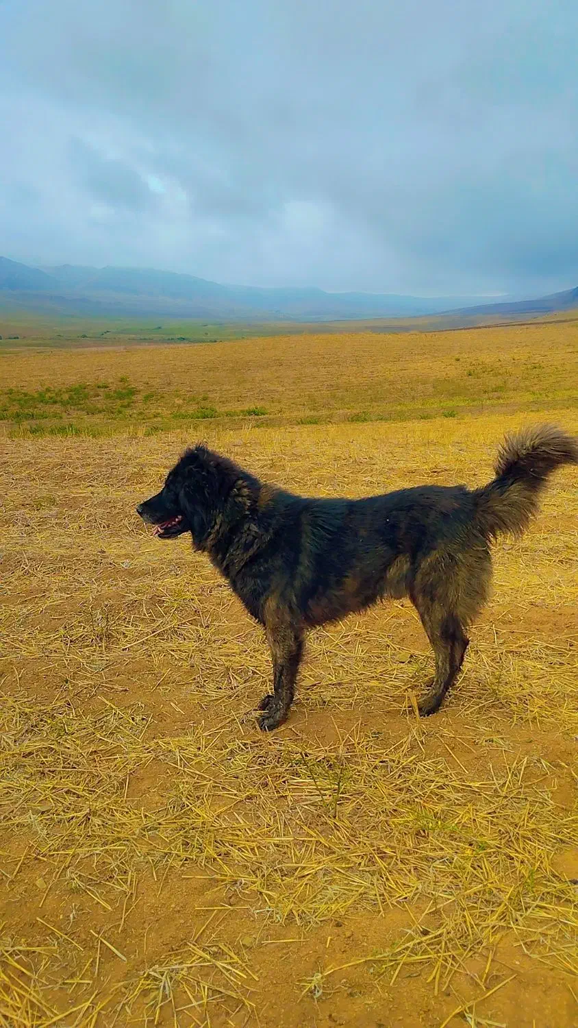 قیمت ۴ میلیون|سگ|انگوت, |دیوار