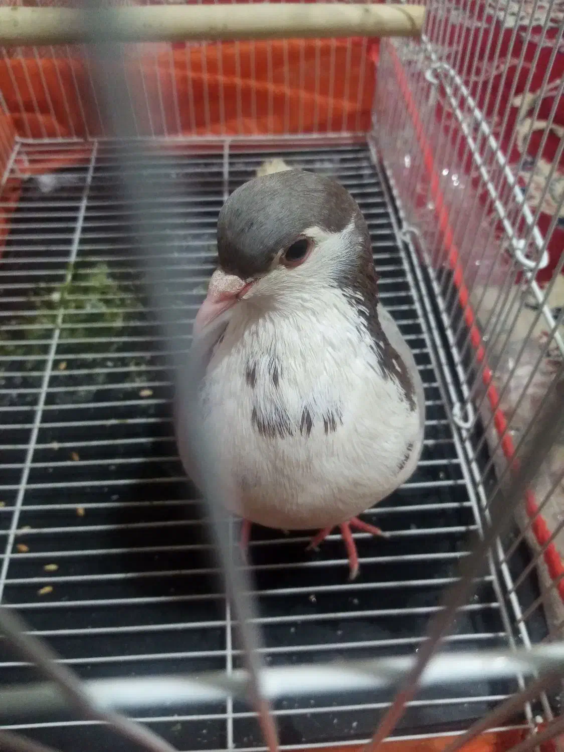 پیدا شده کبوتر خال|حیوانات|نیشابور, دارایی|دیوار