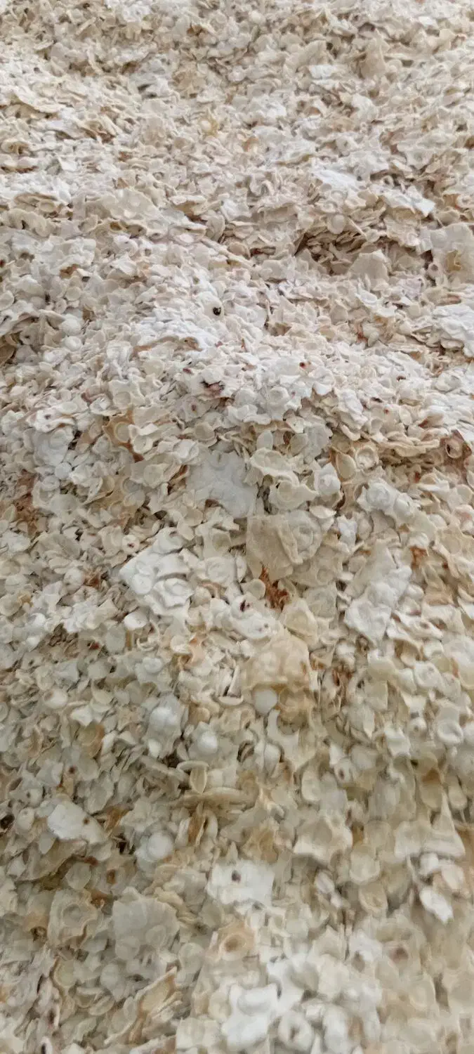 نان خشکه|عمدهفروشی|کنگاور, |دیوار