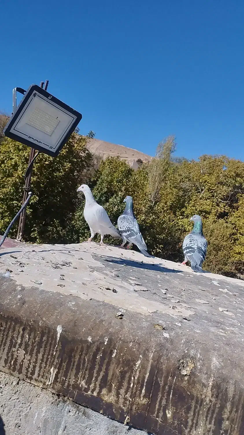 ماده سار  مسافتی|پرنده|مشهد, کارده|دیوار