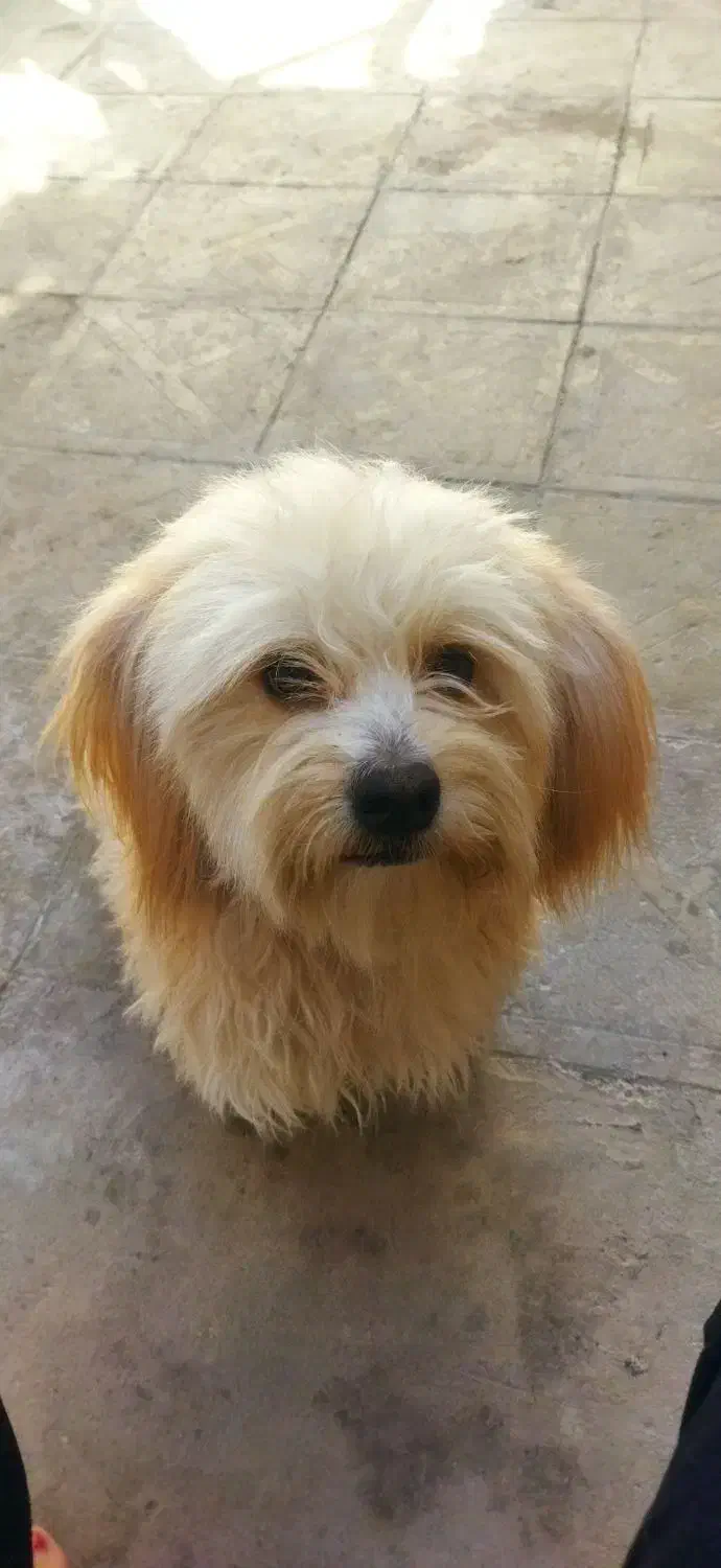 گم شده|سگ|بم, |دیوار