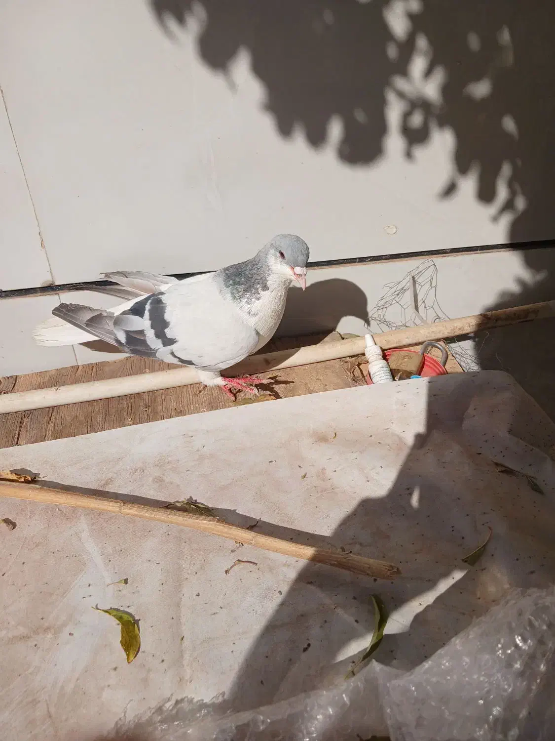 بدرنگ نر|پرنده|اقبالیه, |دیوار