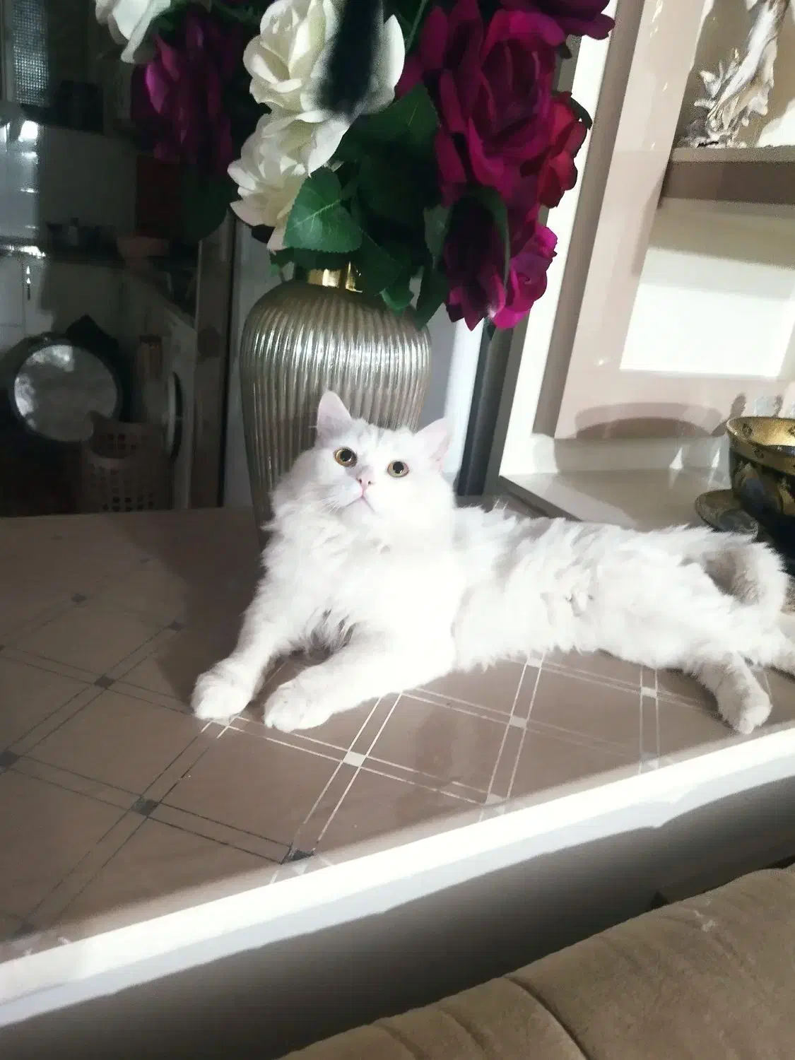 گربه پرشین گمشده در خسروشاه|گربه|خسروشاه, |دیوار