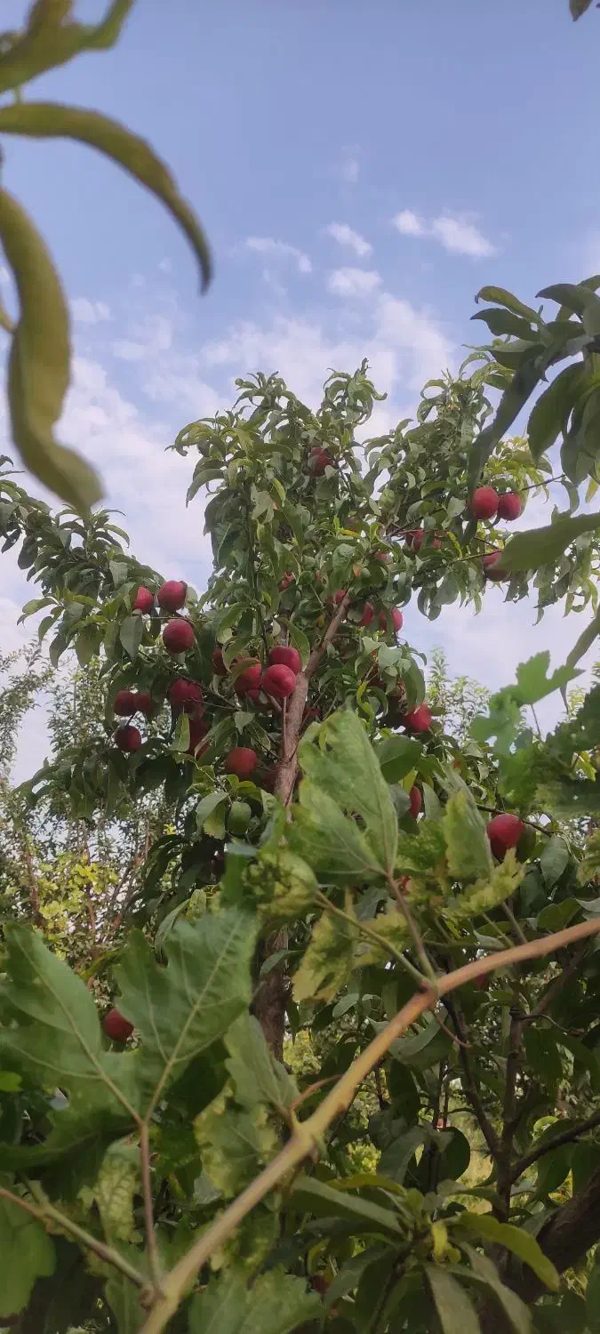 باغ ده حسن|فروش زمین و ملک کلنگی|تهران, آذری|دیوار