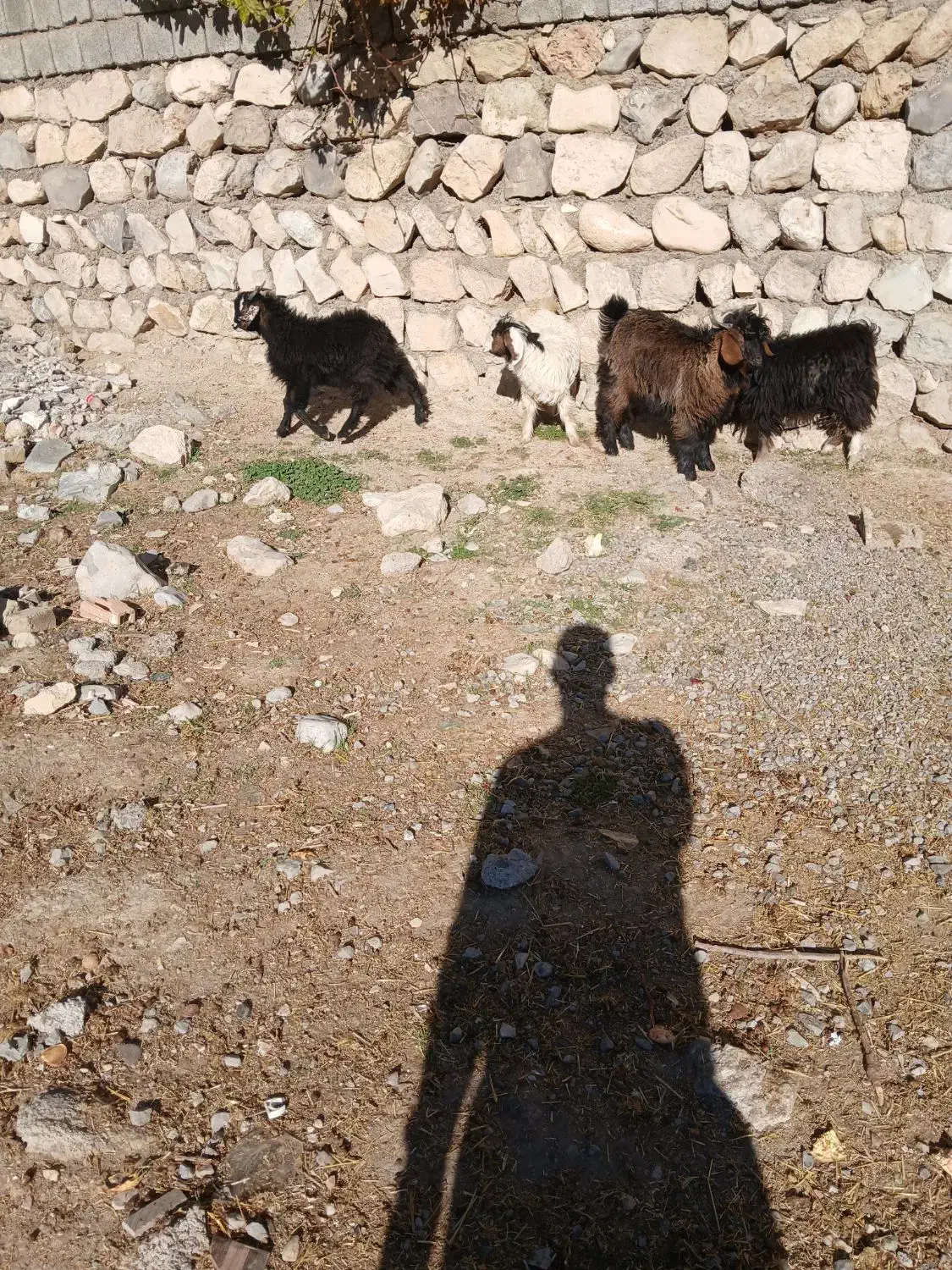 ۴عددبزغاله ۳نرویک ماده بفروش میرسد|حیوانات مزرعه|سیوان, |دیوار