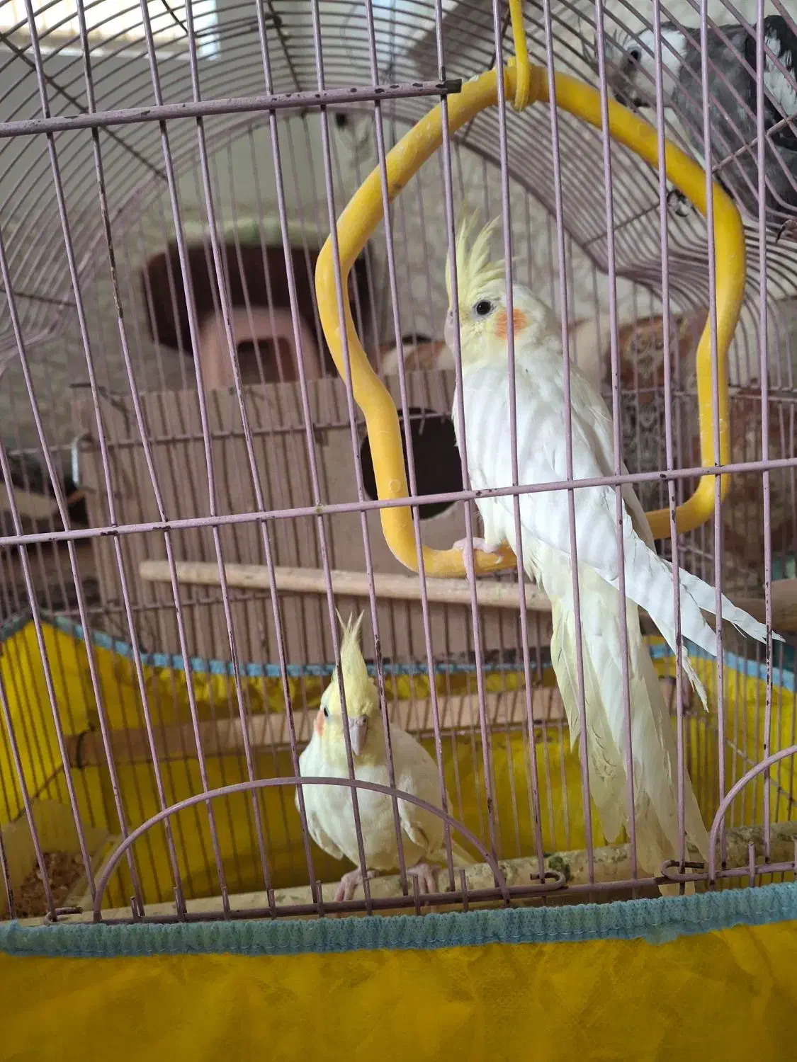 عروس هلندی|پرنده|یزد, |دیوار