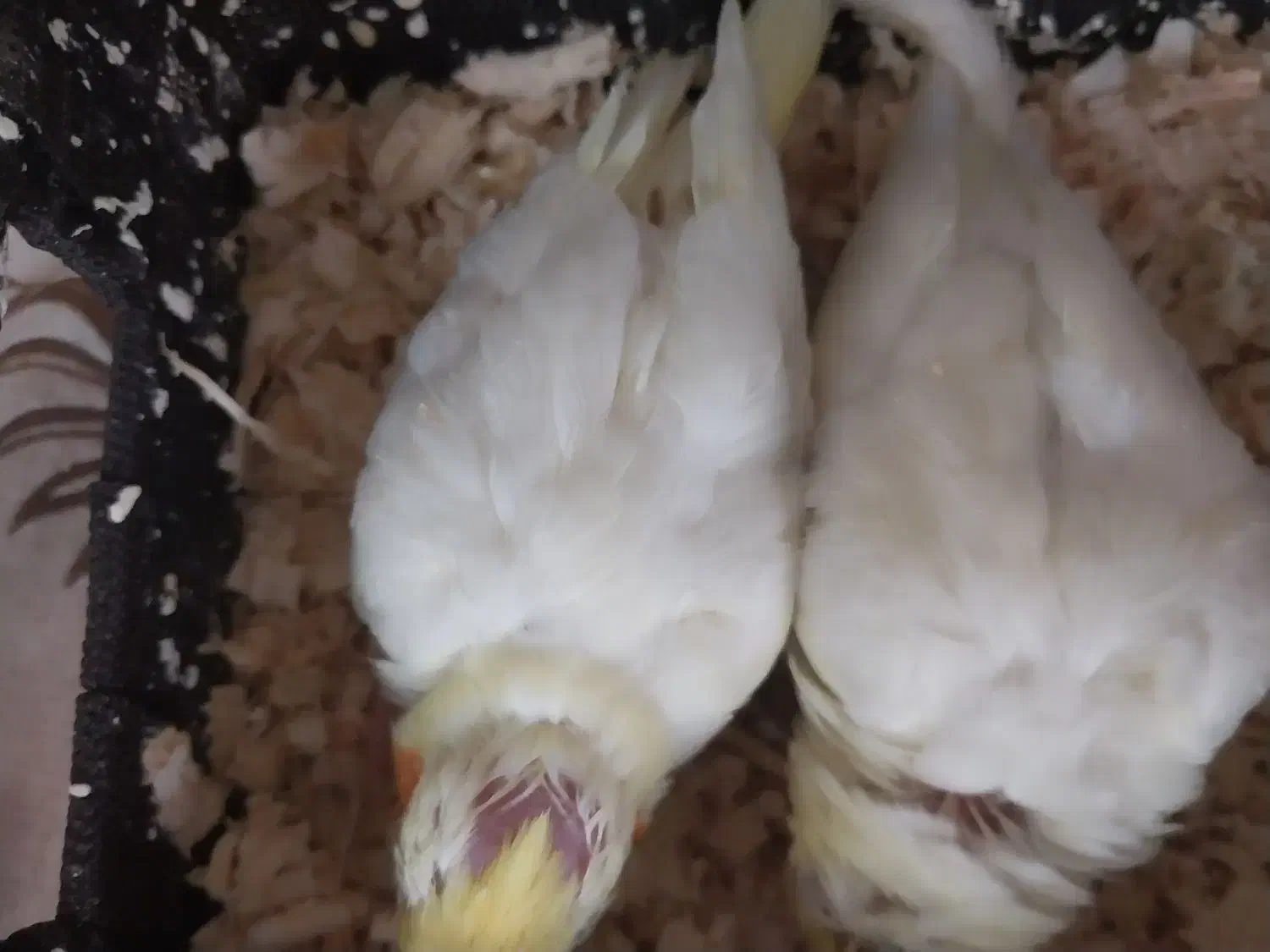 فروش|پرنده|تهران, خرمشهر|دیوار