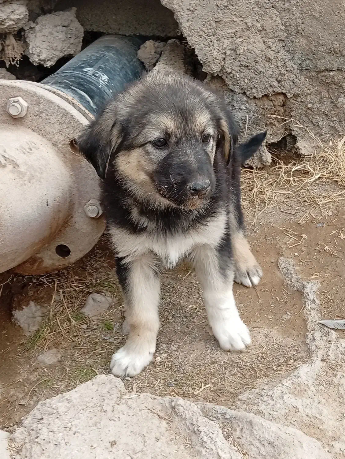 توله سگ|سگ|بیرجند, |دیوار