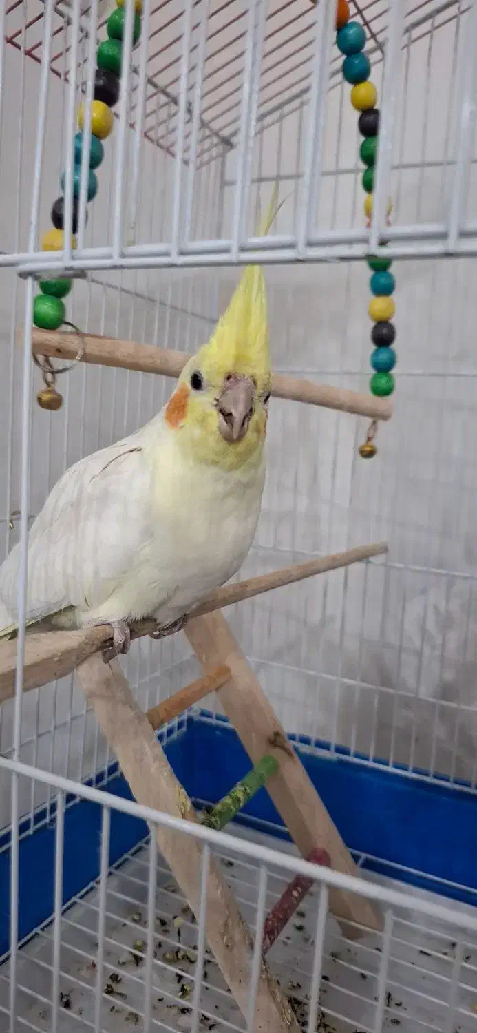 عروس هلندی نر|پرنده|پیر بکران, |دیوار