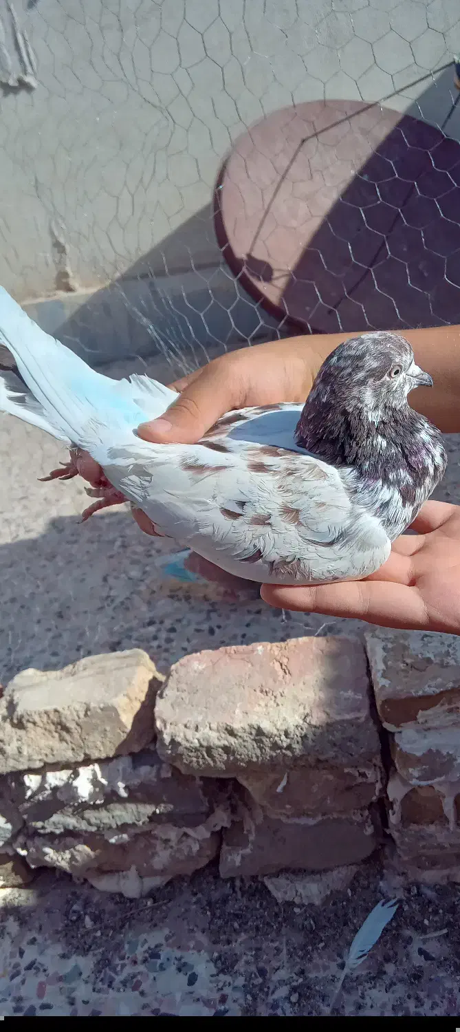 کفتر پاکستانی ماده|پرنده|قم, مهر آباد|دیوار