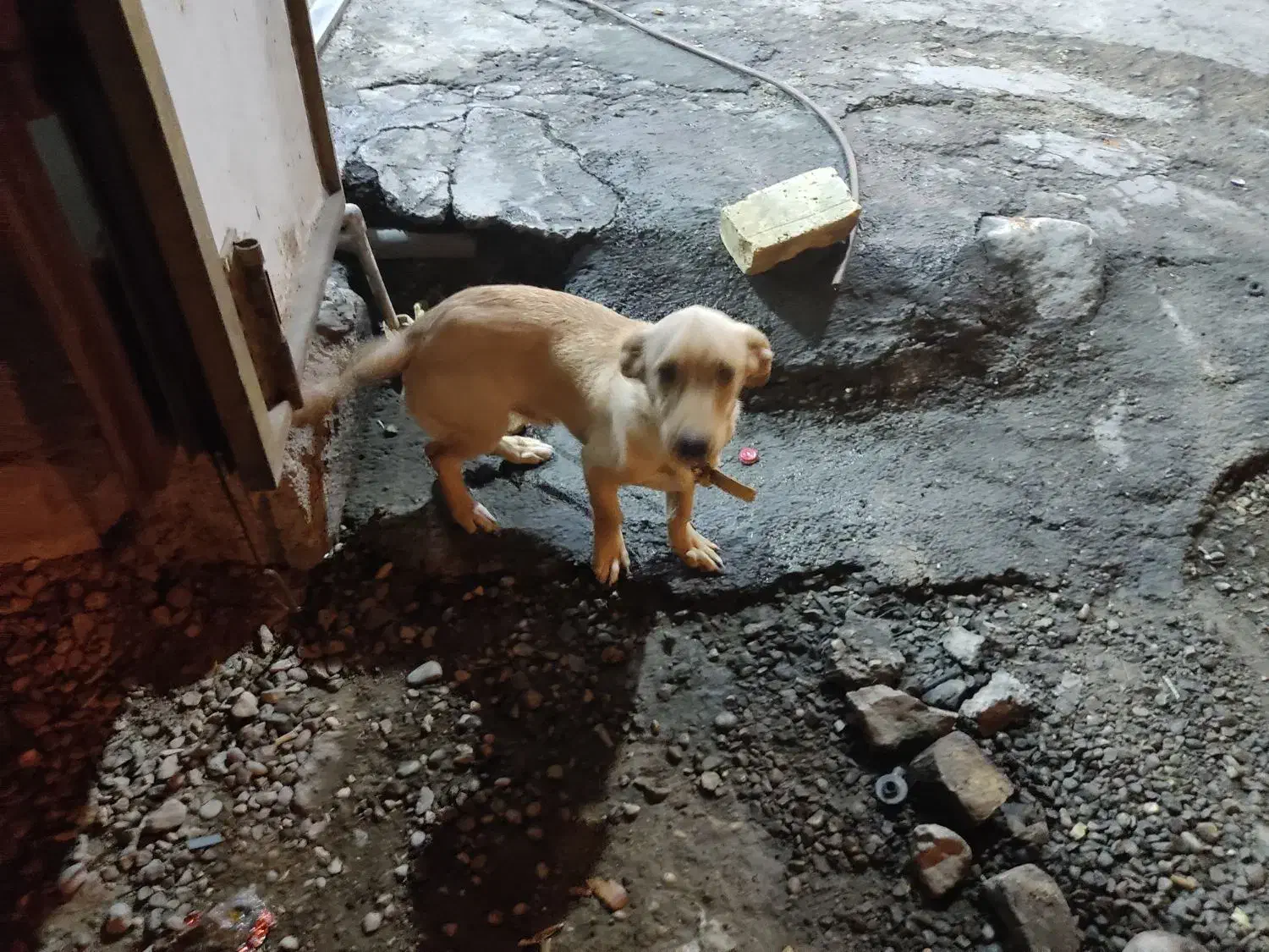 سگ پا کوتاه|سگ|افزر, |دیوار