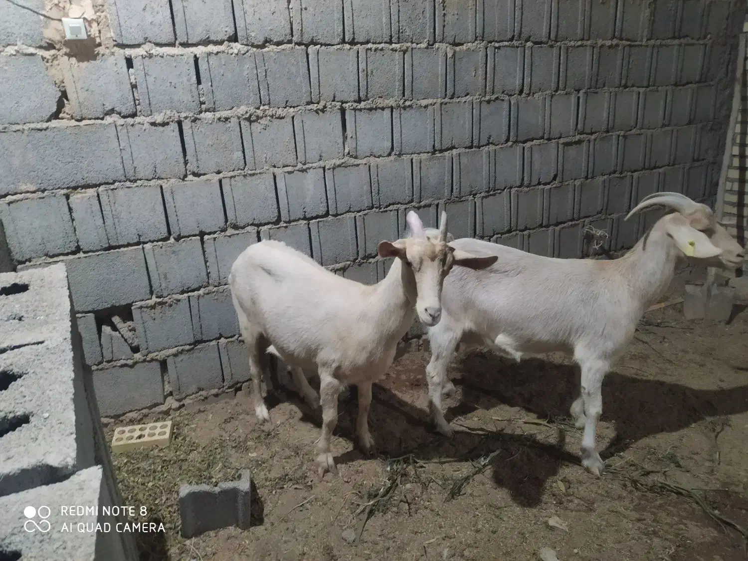 بز سانن|حیوانات مزرعه|نیر (یزد), |دیوار