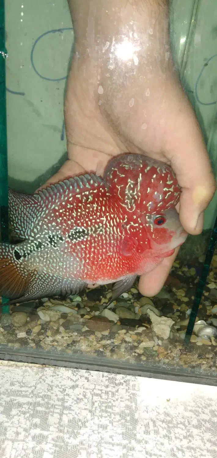 فلاور تایلندی رد دراگون و زدزد|ماهی|تهران, شهرک کوهسار|دیوار