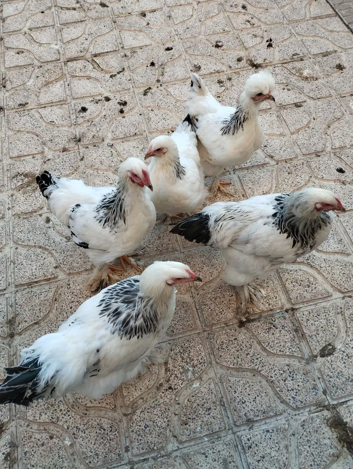 برهما|حیوانات مزرعه|نقده, |دیوار