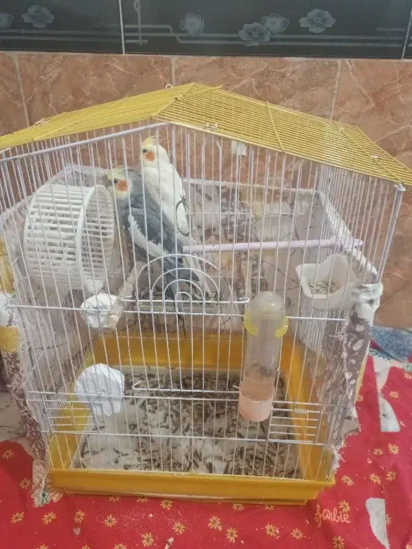 دوعددعروس هلندی|پرنده|مهاباد (آذربایجان غربی), |دیوار