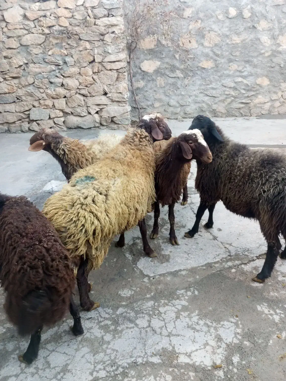 کاور گوشتی|حیوانات مزرعه|دهگلان, |دیوار