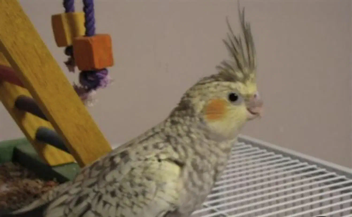 عروس هلندی نژادگل باقالی|پرنده|پاکدشت, خاتون آباد|دیوار