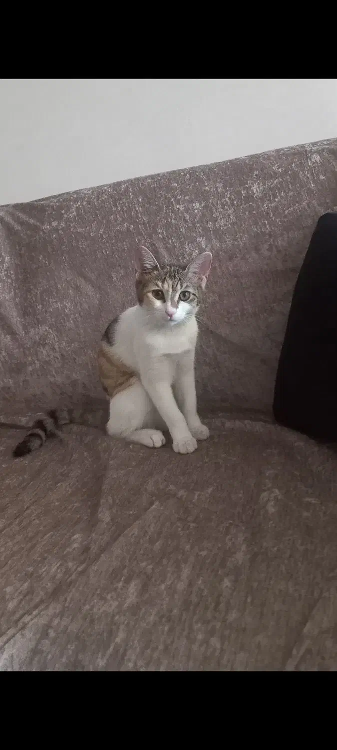 واگذاری رایگان بچه گربه ماده دی اس اچ|گربه|شیراز, فلکه گاز|دیوار