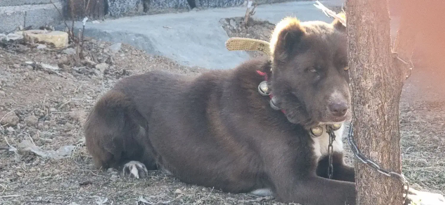 سگ قدرجونی|سگ|مبارکه, |دیوار