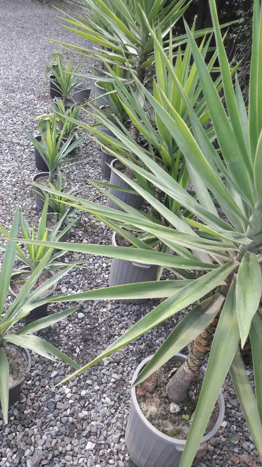 شمشادطلایی ویوکاوپالم|گل و گیاه طبیعی|رحیم‌آباد, |دیوار